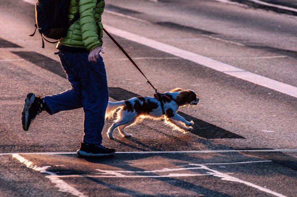 dog, road, pet