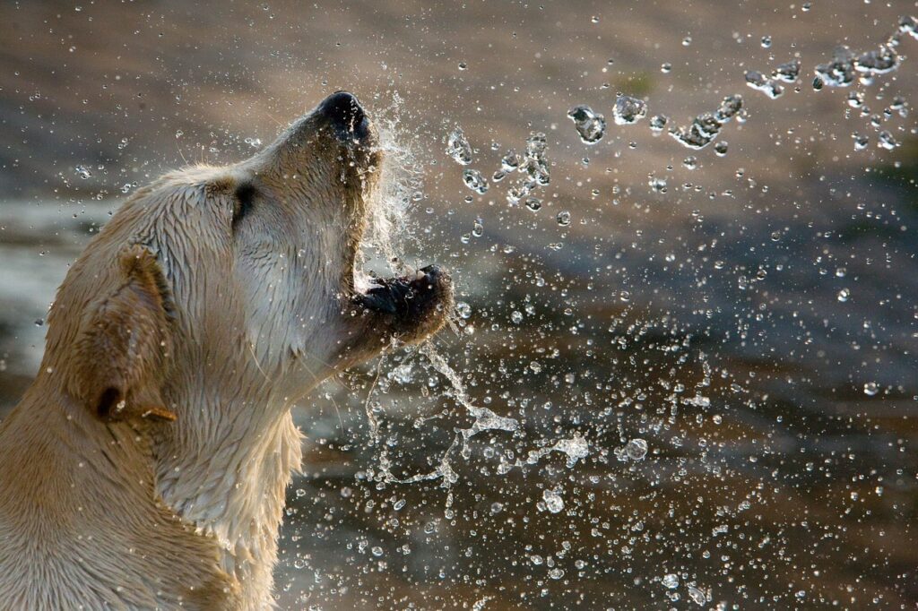 dogs, yellow labrador retriever, animal