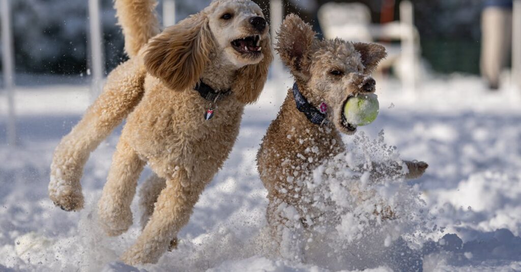 Two energetic poodles play joyfully in the snow, capturing winter fun.