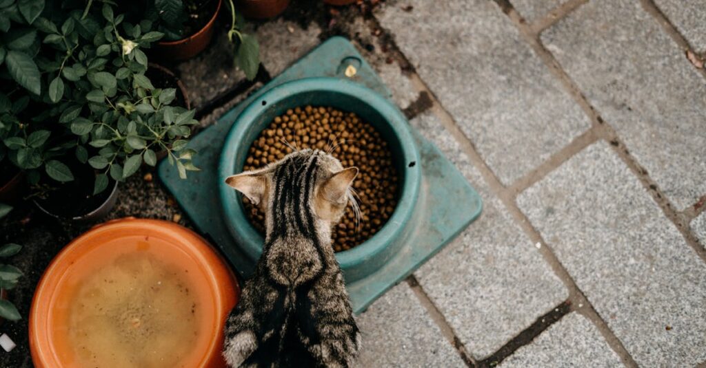 Overhead view of a tabby cat eating dry food next to potted plants.