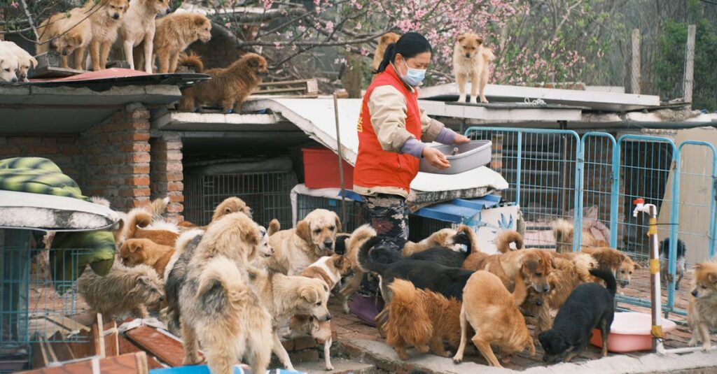 A woman in a mask feeds a large group of dogs at an animal shelter.