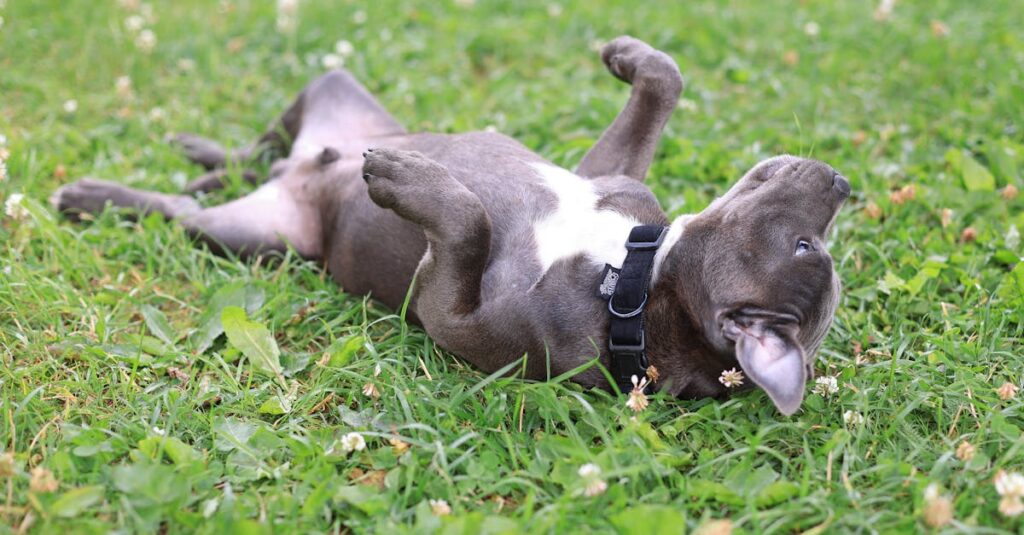 A joyful dog with a collar playfully lies on its back in grassy outdoors, enjoying a sunny day.