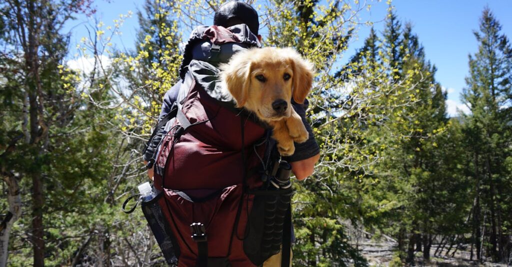 A hiker carries a golden retriever puppy in a backpack through a forest path.