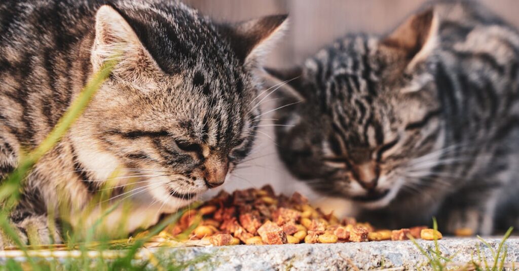 Adorable tabby cats feasting on dry food in an outdoor setting, showcasing pet life and feline companionship.