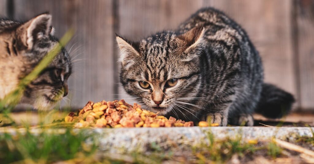 Two tabby kittens enjoy a meal outdoors in Garešnica, Croatia, showcasing animal life.