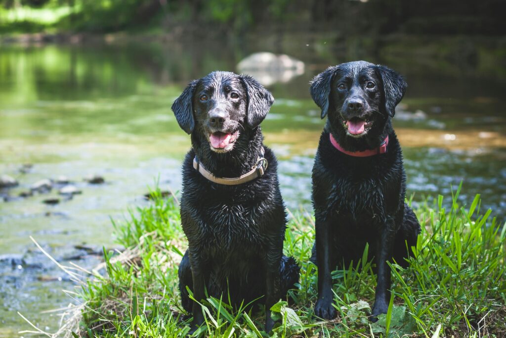 Two wet Labrador Retrievers sitting by a tranquil river in a lush green setting.