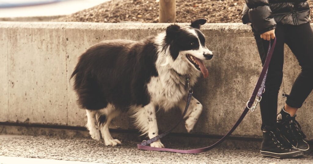 A Border Collie on a walk with its owner along a concrete path.