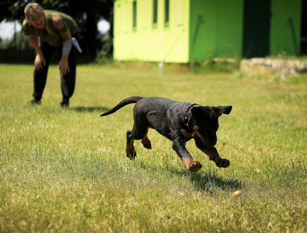 A young dog joyfully playing fetch on a grassy field with a person nearby.