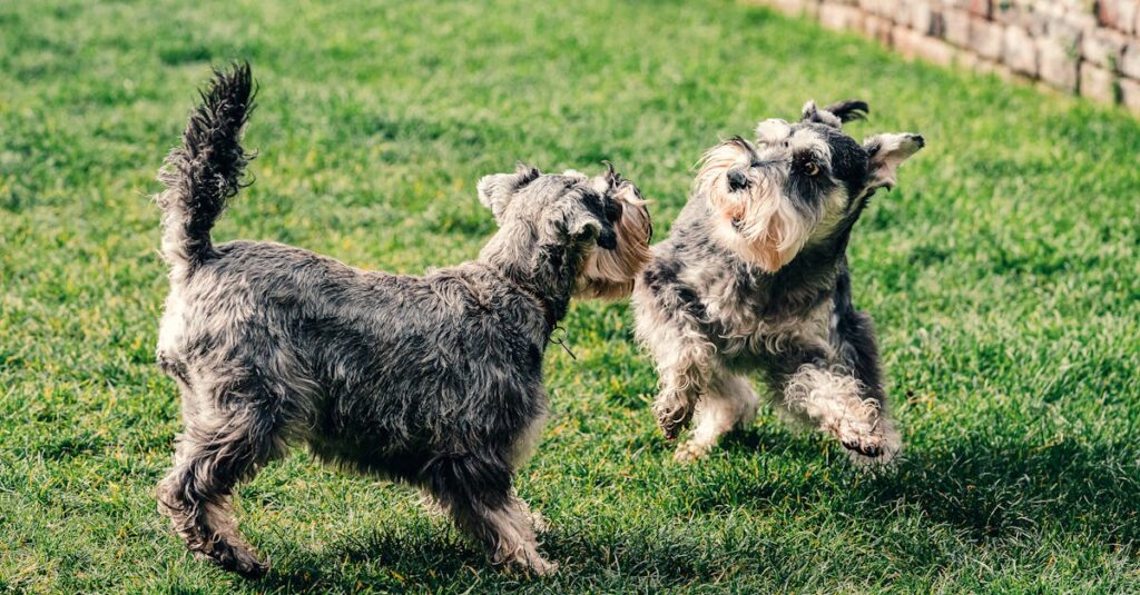 Two schnauzer dogs playing energetically on a grassy lawn in a park setting.