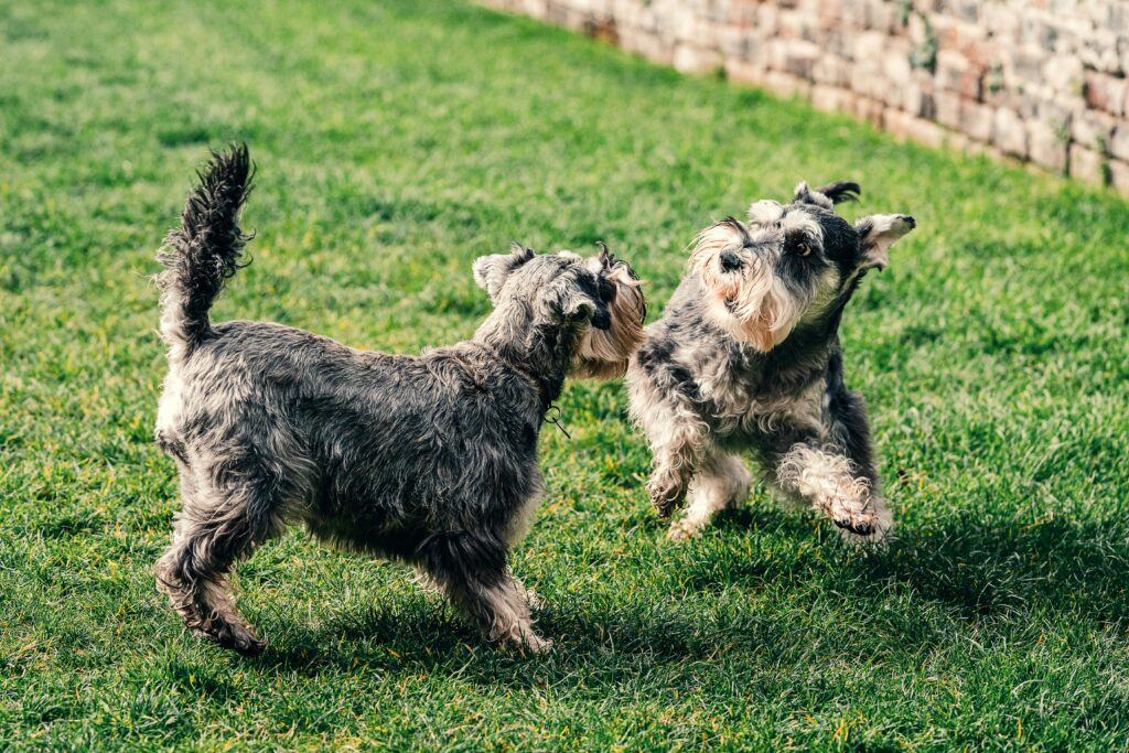 Two schnauzer dogs playing energetically on a grassy lawn in a park setting.