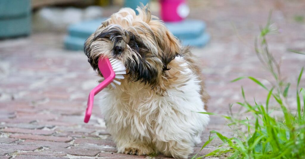 An adorable Shih Tzu puppy playing with a brush on a sunny day, showing its playful nature.