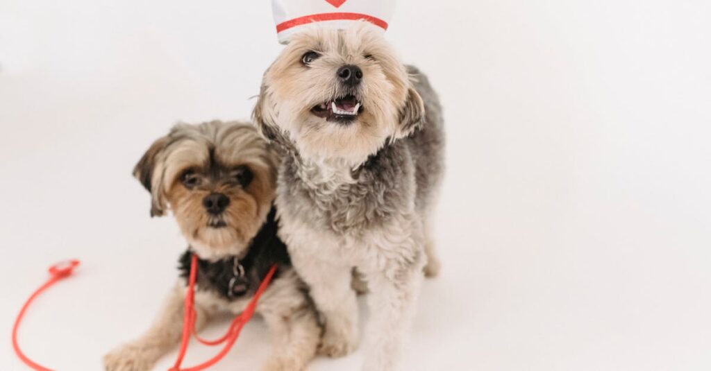 Adorable fluffy purebred dogs with medical equipment playing on white background of studio