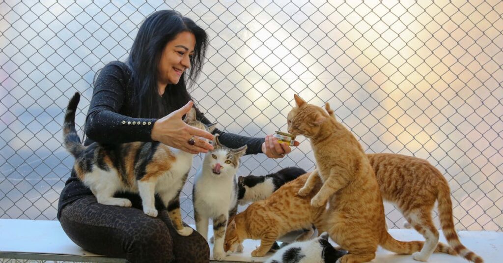 A woman enjoys feeding a group of playful cats outdoors near a chain link fence.