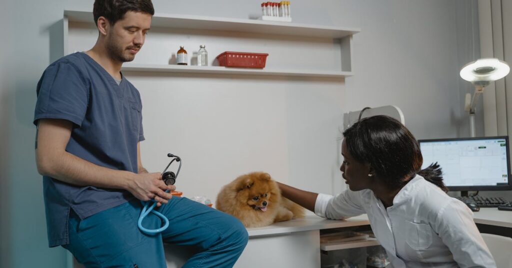 Veterinarian and assistant performing a check-up on a Pomeranian dog in a clinic room.