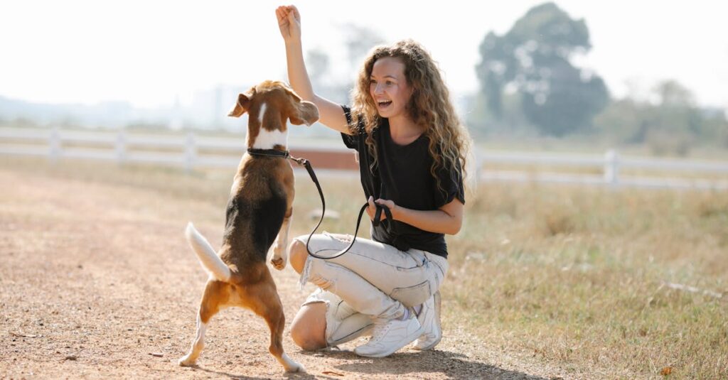 Full body optimistic young female with curly hair smiling and teaching Beagle dog beg command on sunny summer day in countryside