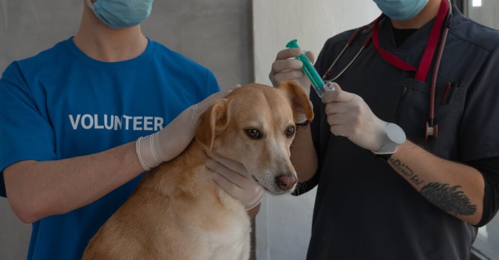 Vet administers injection to dog with volunteer assistance indoors. Caring and professional setting.