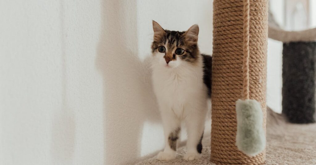 Adorable domestic cat standing beside a rope scratching post in a cozy indoor setting.