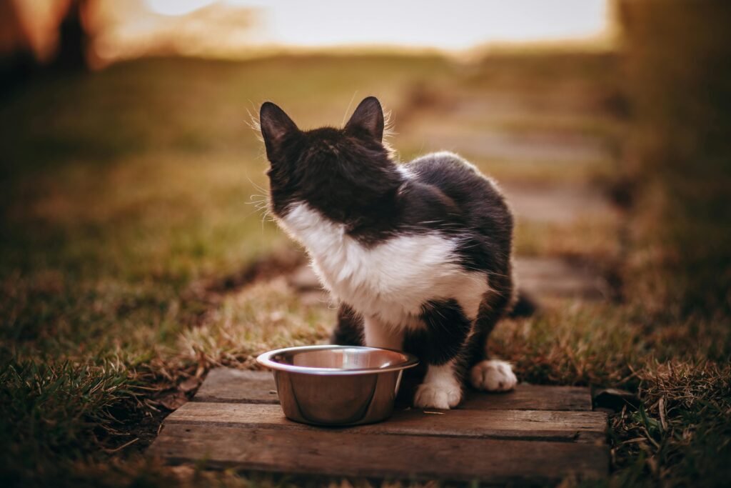 A cute black and white cat near a metal food bowl in a lush garden setting.