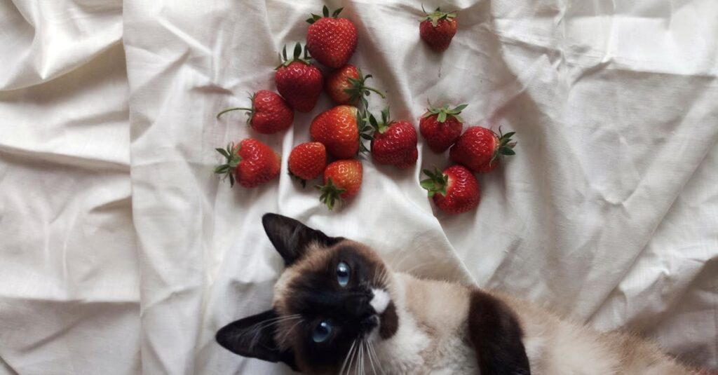 A Siamese cat lies on a white sheet with fresh strawberries, creating a cute and cozy scene.