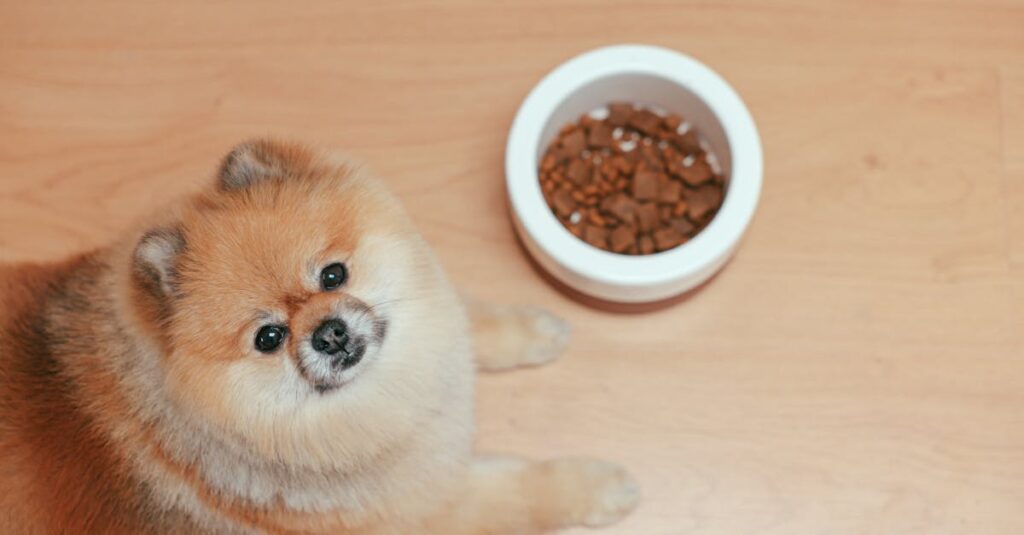 Cute Pomeranian dog next to a food bowl on a wooden floor, looking up indoors.