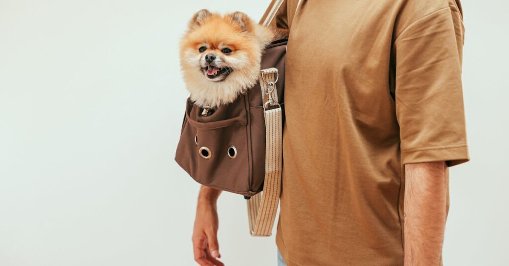 A Pomeranian sits happily in a stylish pet carrier bag worn by an adult indoors.