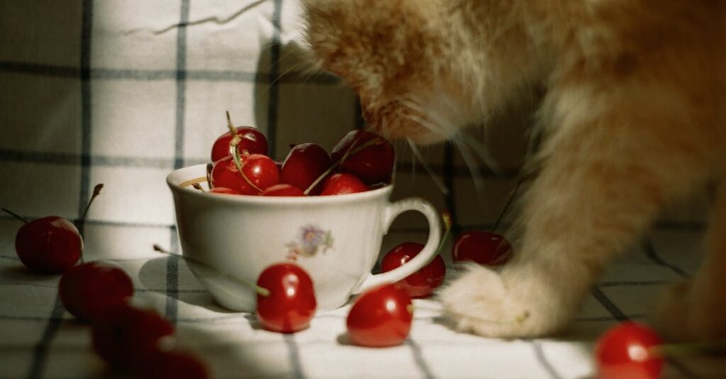 A curious cat investigates ripe cherries in a sunlit room, creating a playful scene indoors.